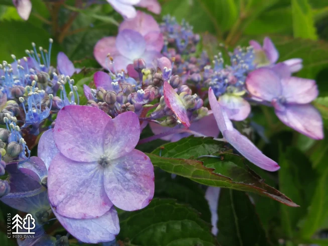 Hydrangea serrata   'Forget Me Not'